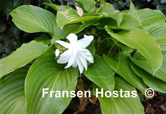 Hosta Venus